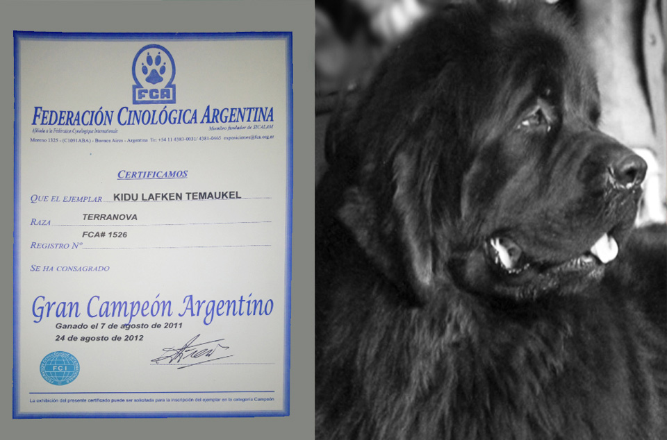 terranova negro campeon argentino