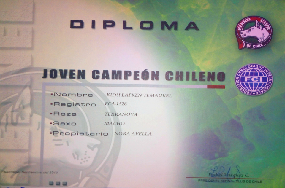 terranova negro campeon argentino