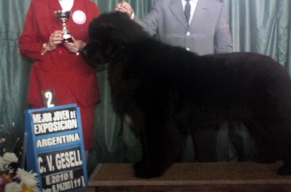 terranova negro campeon argentino