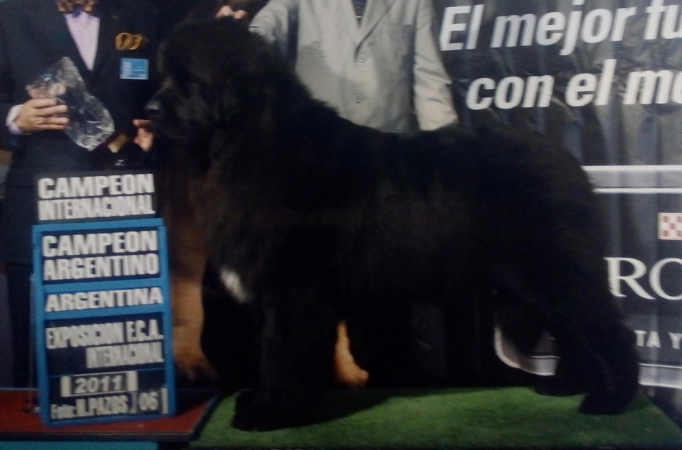 terranova negro campeon argentino