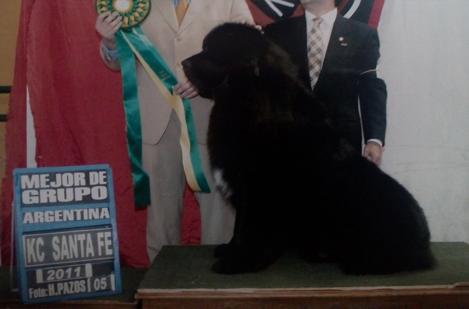 terranova negro campeon argentino