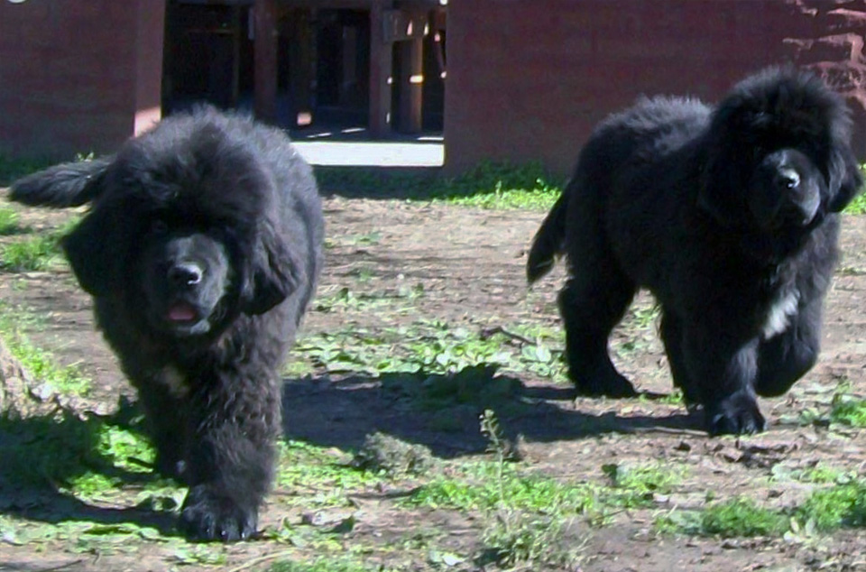 terranova negro campeon argentino