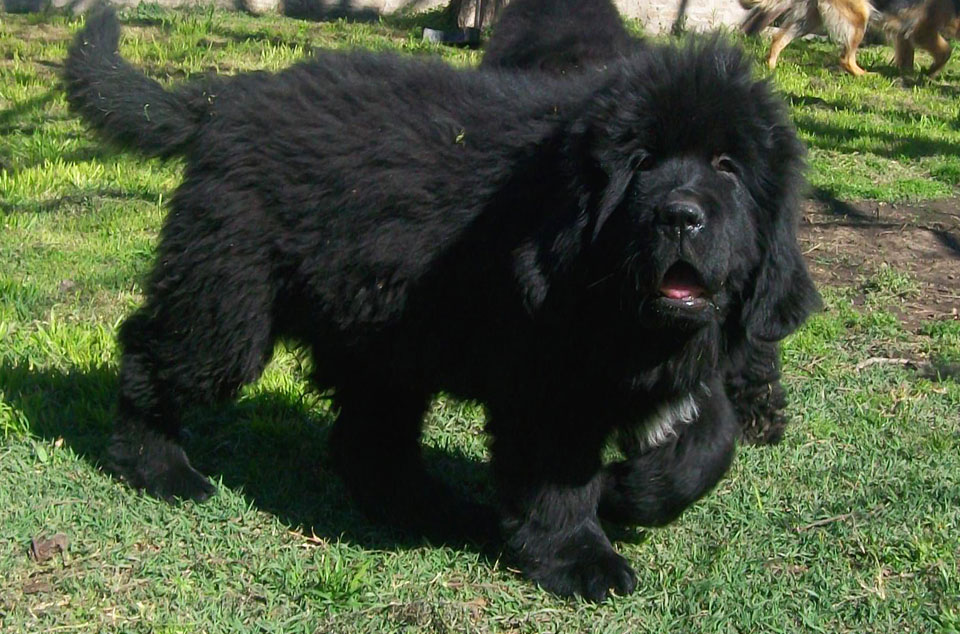 terranova negro campeon argentino