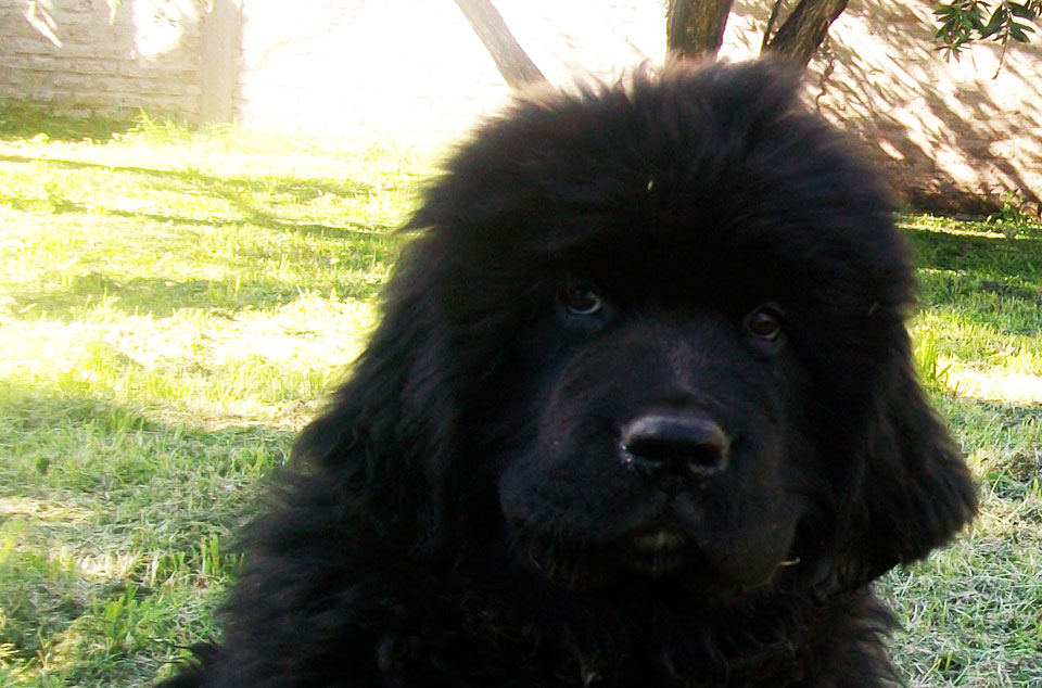 terranova negro campeon argentino