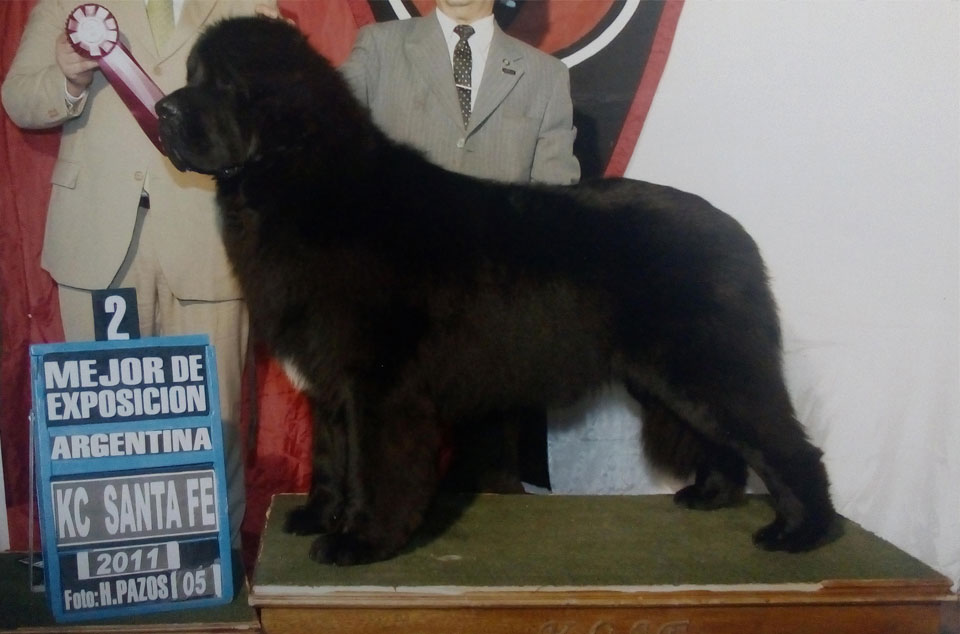 terranova negro campeon argentino