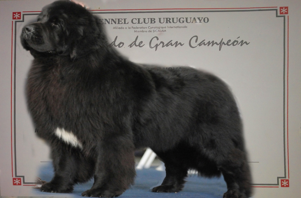 terranova negro campeon argentino