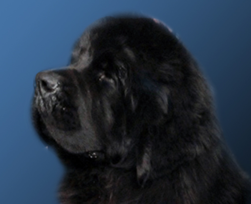 terranova perros