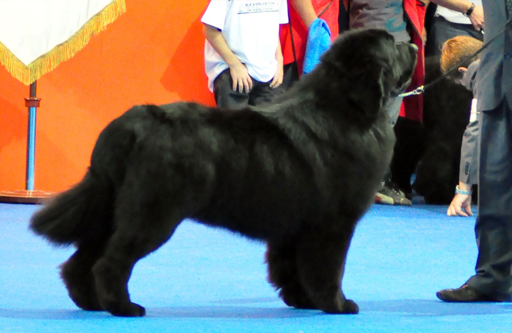terranova negra mel