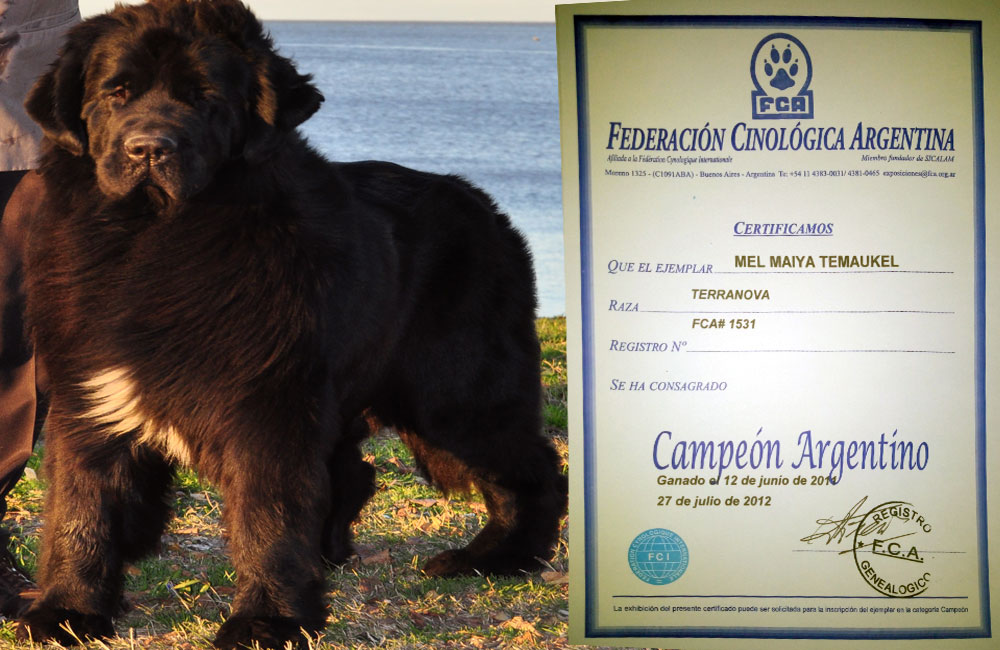 terranova negra mel