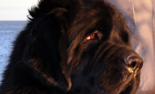 newfoundland dog