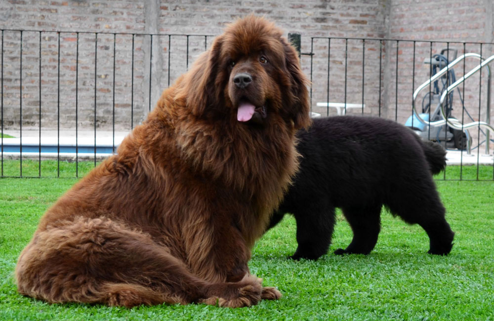 terranova marron