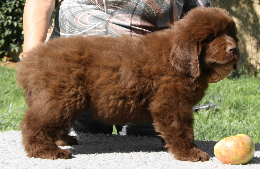 terranova marron