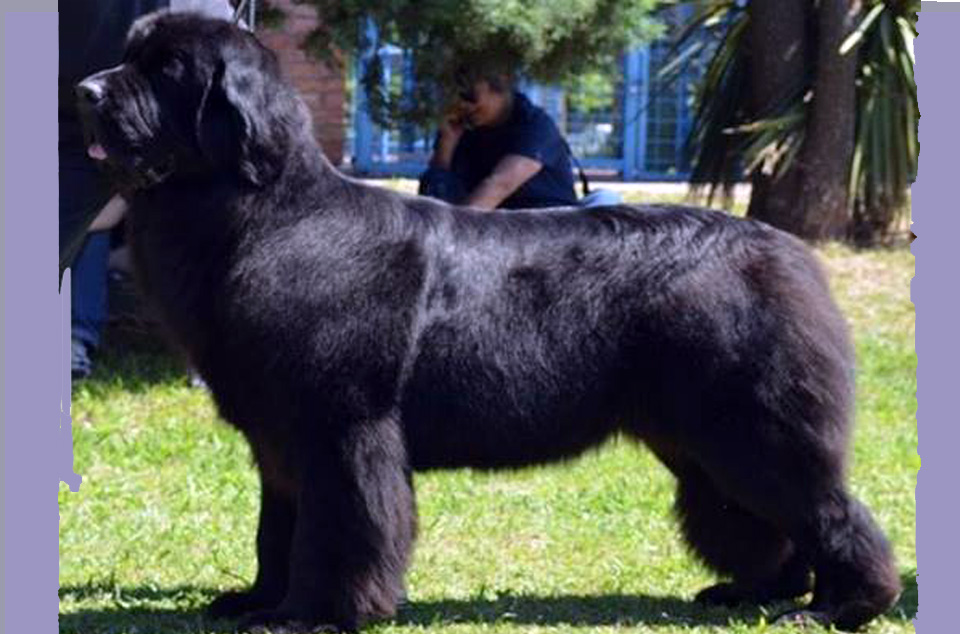 terranova negra