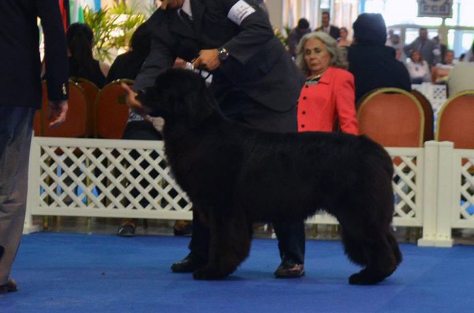 terranova negra