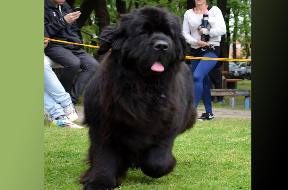 terranova negra