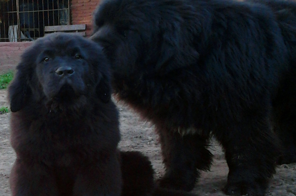 terranova negra