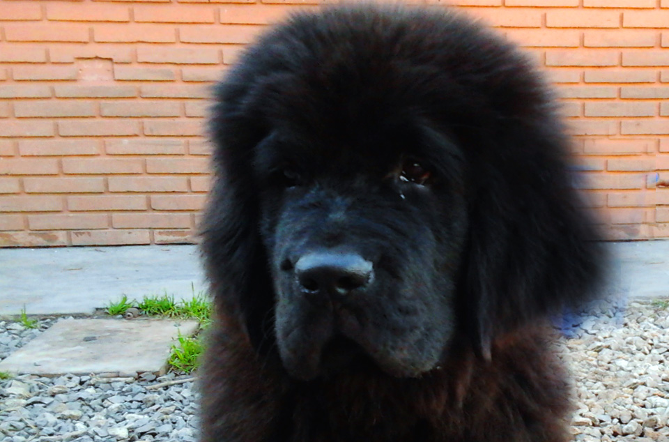 terranova negra
