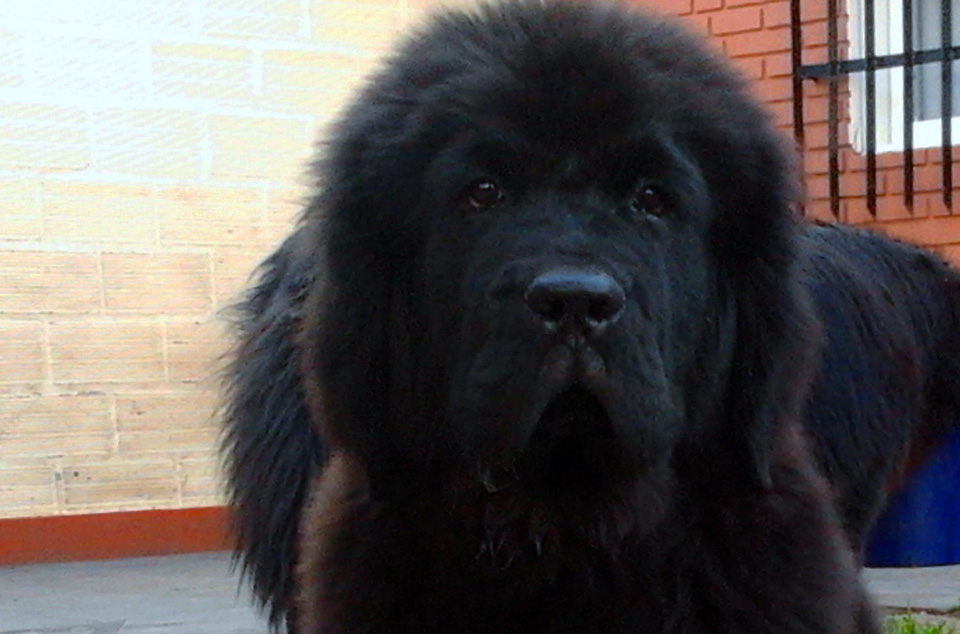 terranova negra