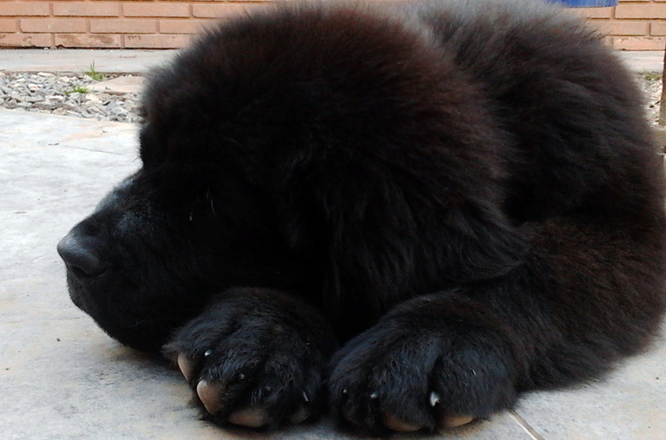 terranova negra