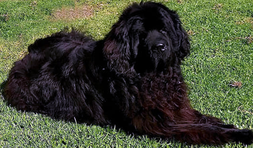 terranova negro thony