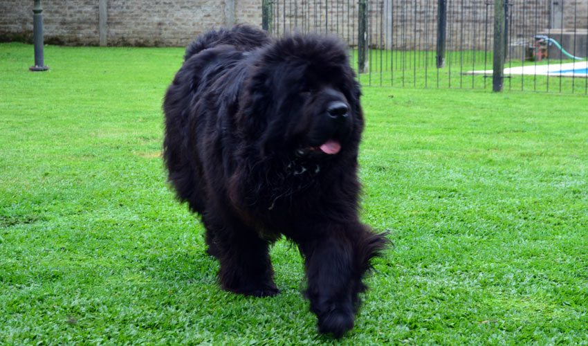 terranova negro thony