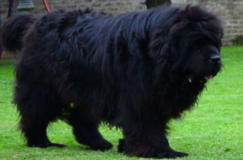 terranova negro thony