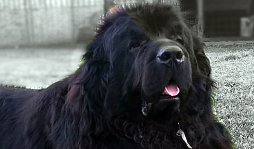 terranova negro thony