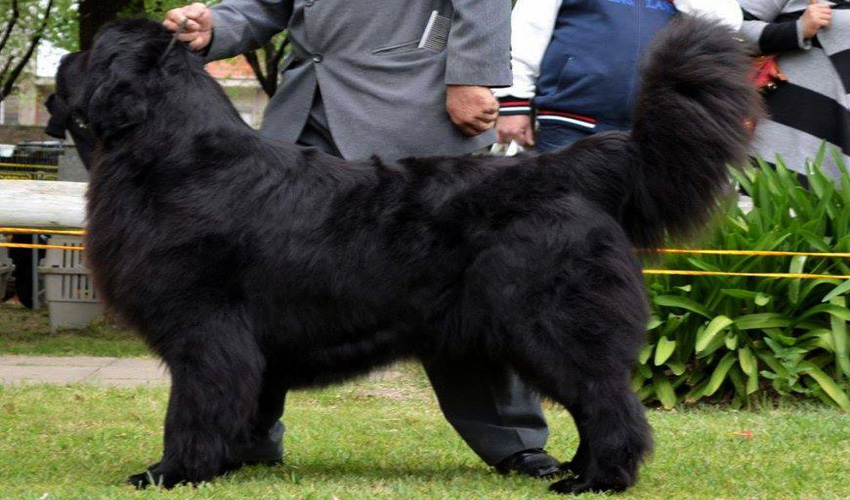 terranova negro thony