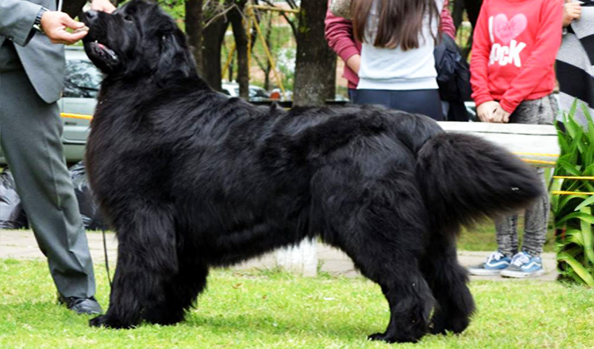 terranova negro thony