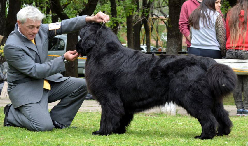 terranova negro thony