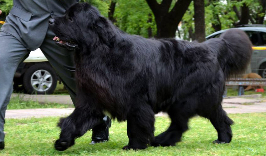 terranova negro thony