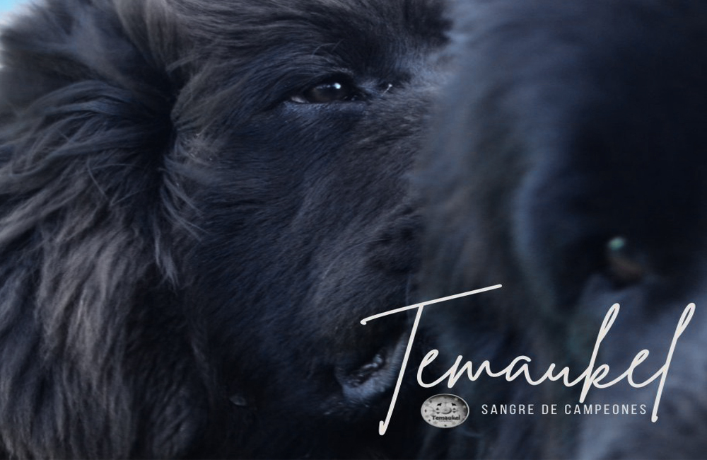 temaukel terranova
