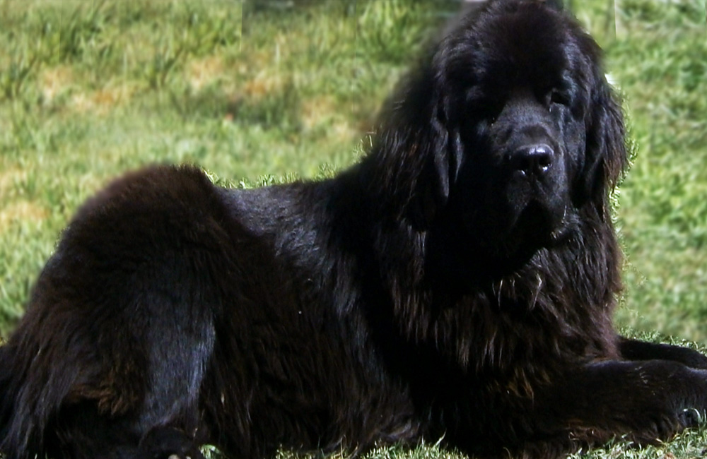 terranova negra- newfounland dog