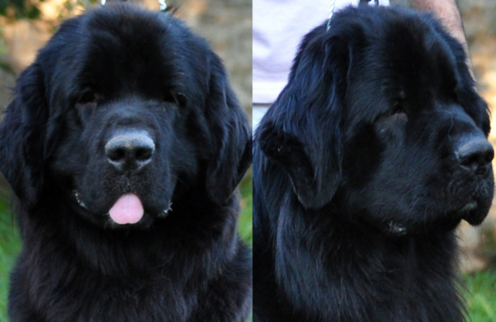 terranova negra- newfounland dog