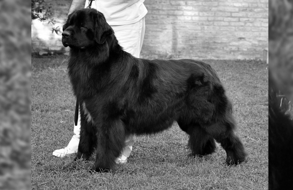 terranova negra- newfounland dog
